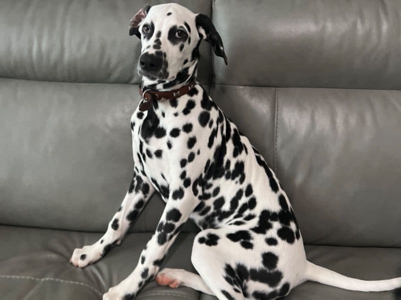 Pepper primary photo