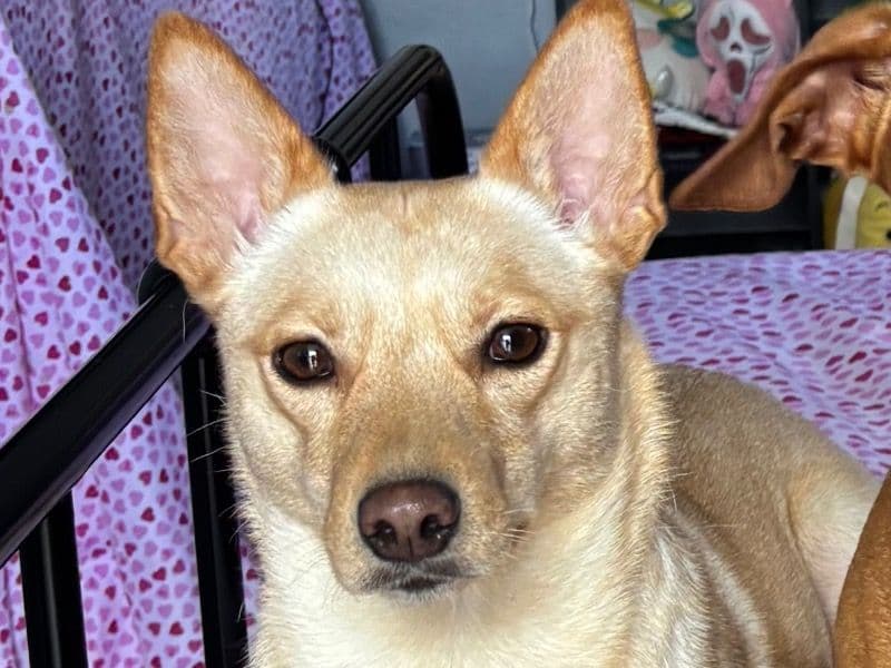 Belle primary photo