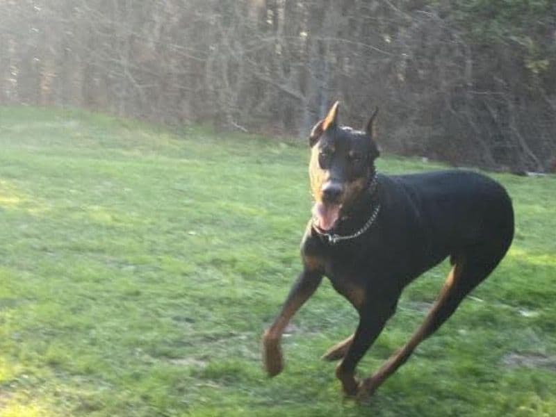 Diesel primary photo