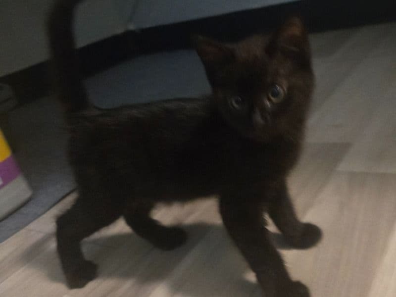 Cat primary photo