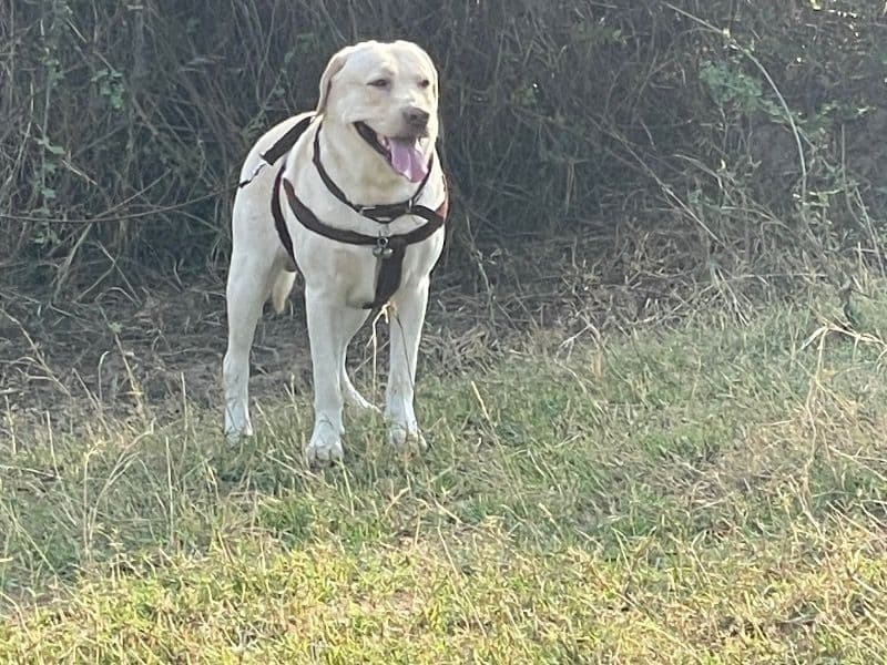 Simba primary photo
