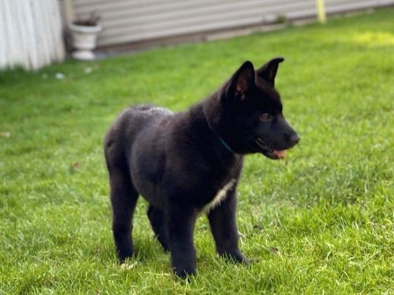 Gerberian Shepsky primary photo