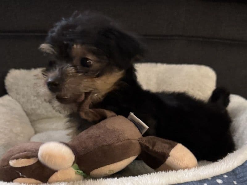 Milo primary photo