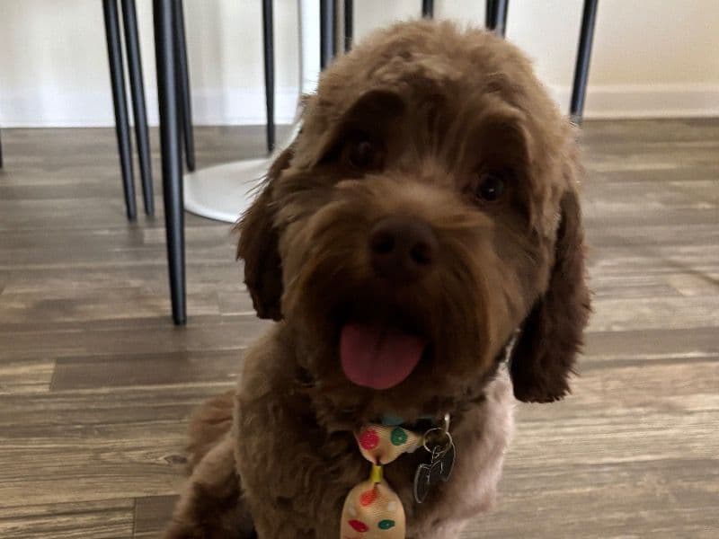 Koko primary photo