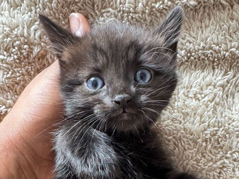 Oreo primary photo