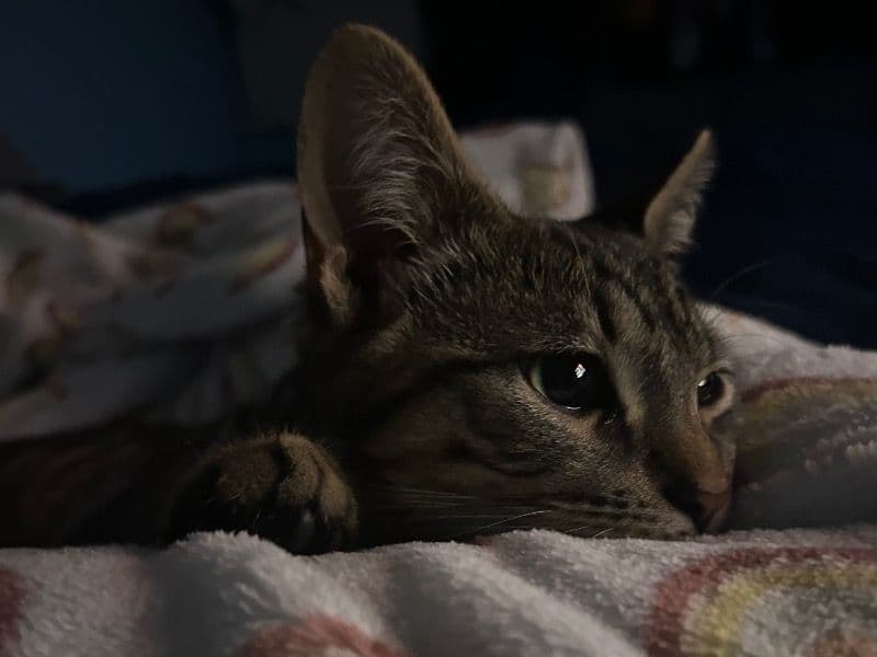 Coco primary photo