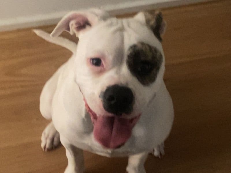 Luna primary photo