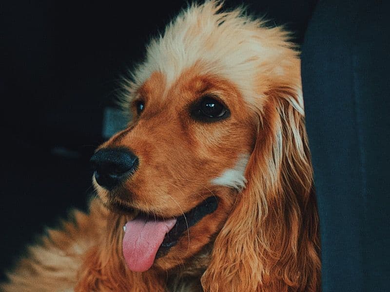 Goldie primary photo