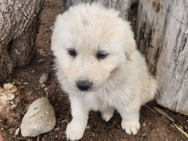 Lucy primary photo