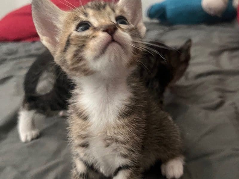 Tiger primary photo