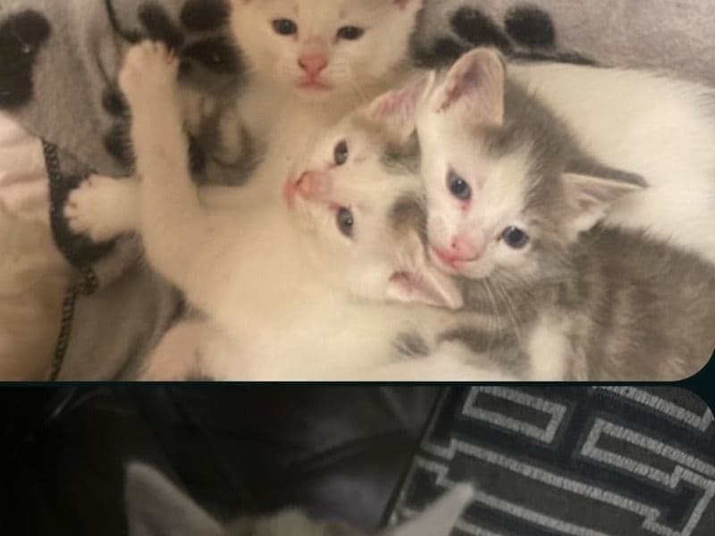 Kittens primary photo
