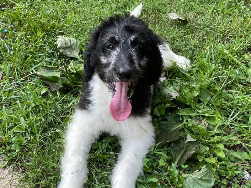 Poppy primary photo