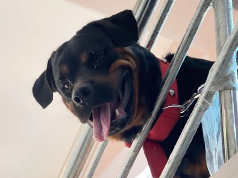 Max primary photo