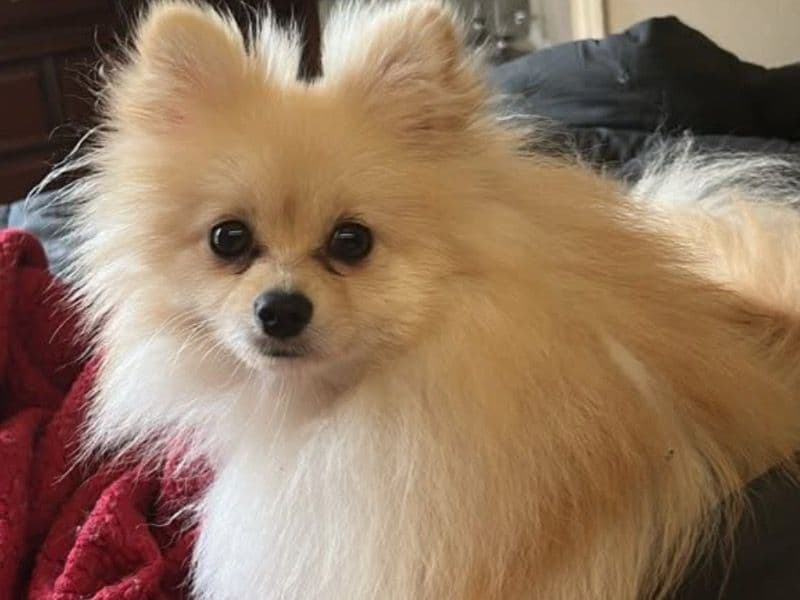 Peanut primary photo