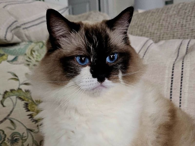 Oreo primary photo