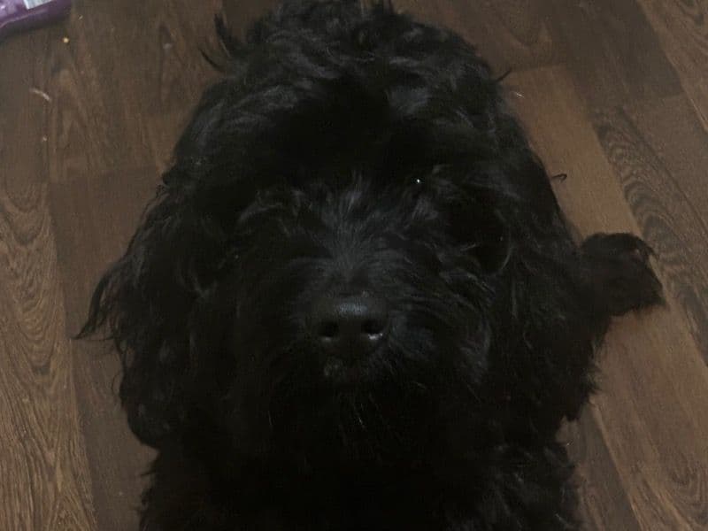 Charlie primary photo