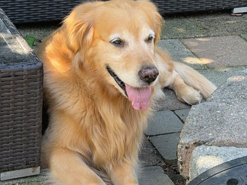 Bruce primary photo