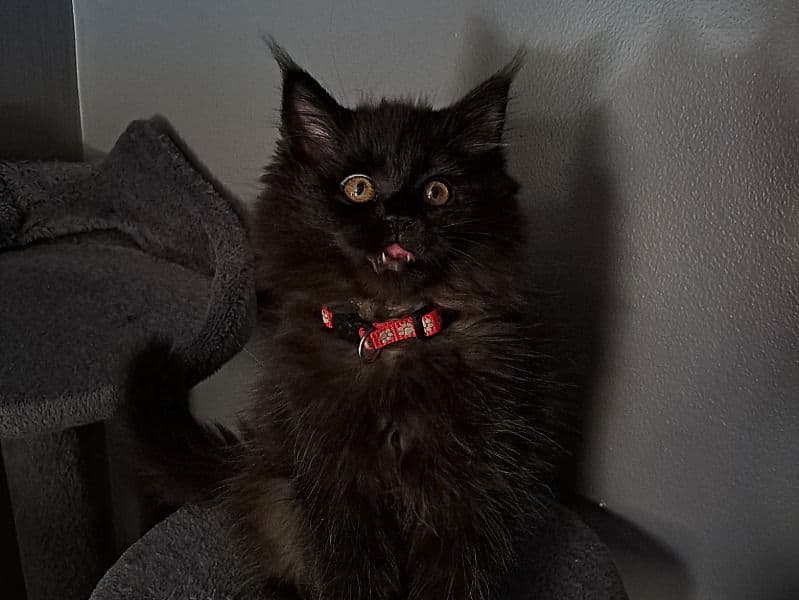 Maine Coon Dollface Persian primary photo