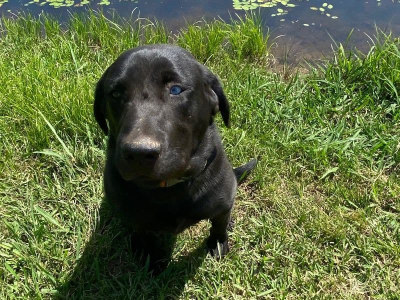 Bubba primary photo