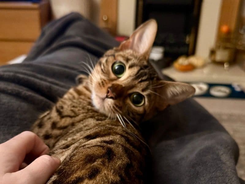 Pepper primary photo