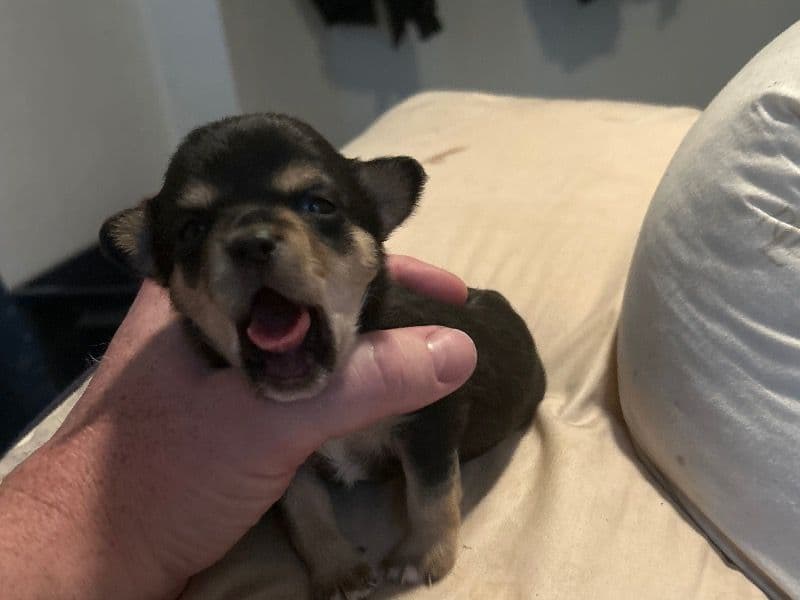 Puppy 6 primary photo