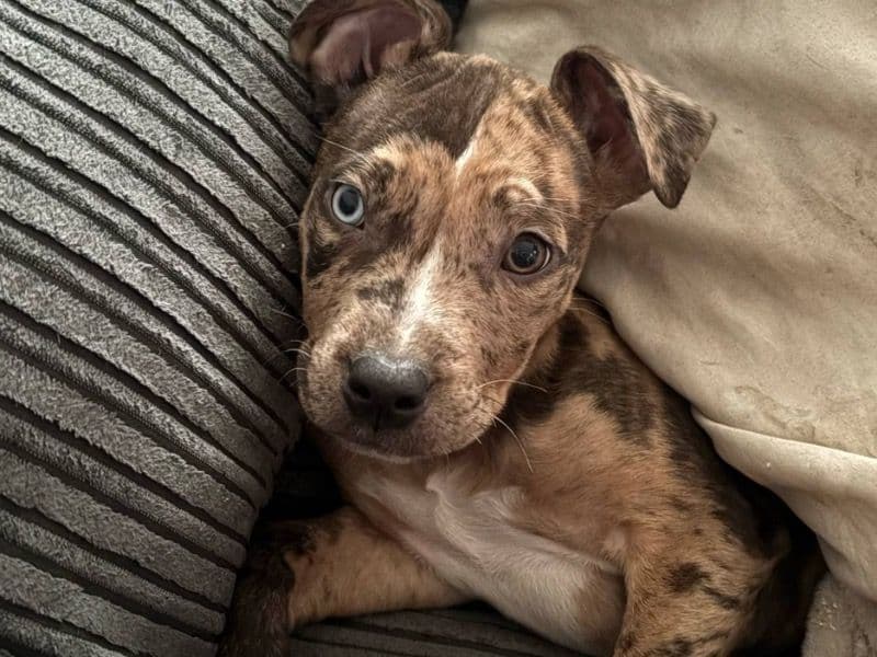 Luna primary photo