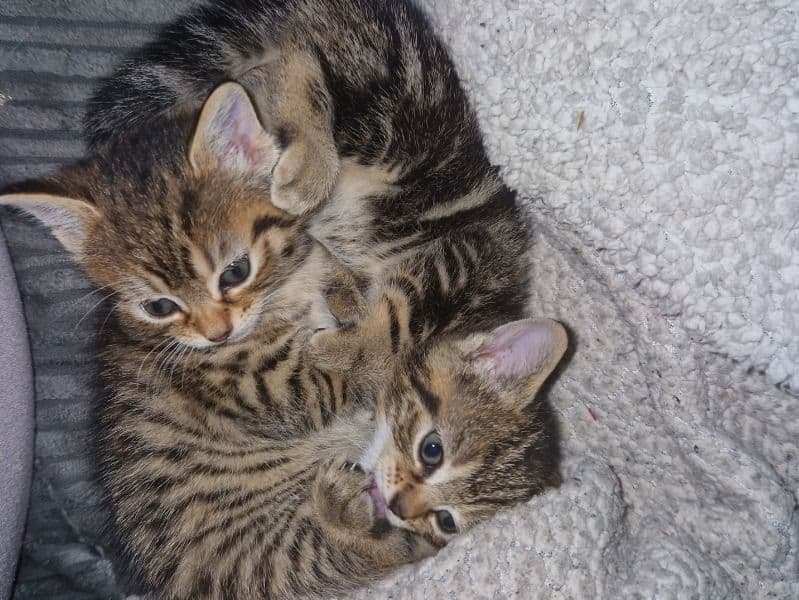 Oreo And Waffle primary photo