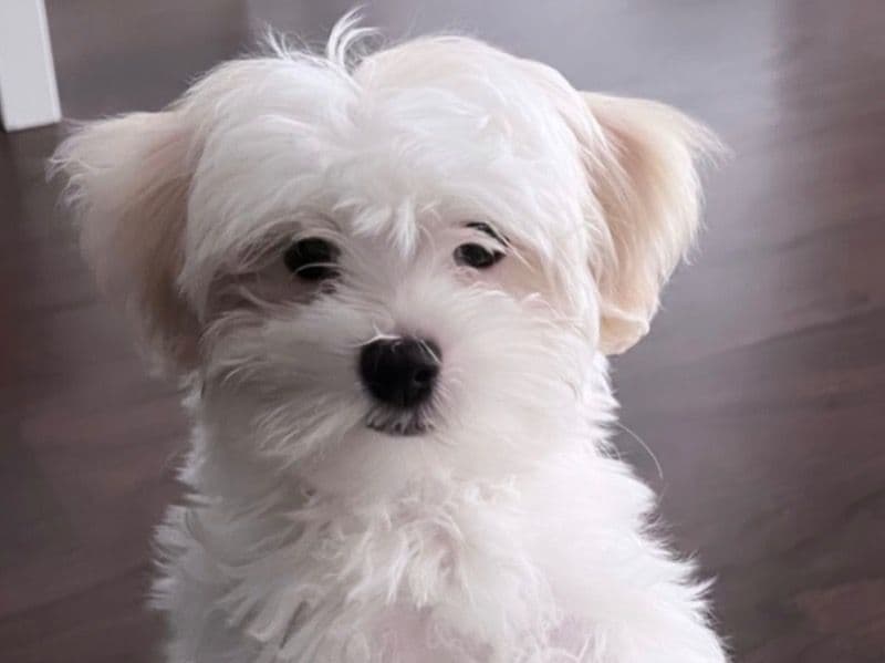 Blanc primary photo