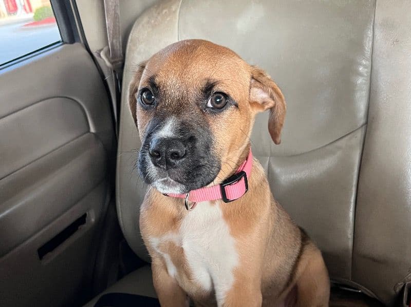Rosie primary photo