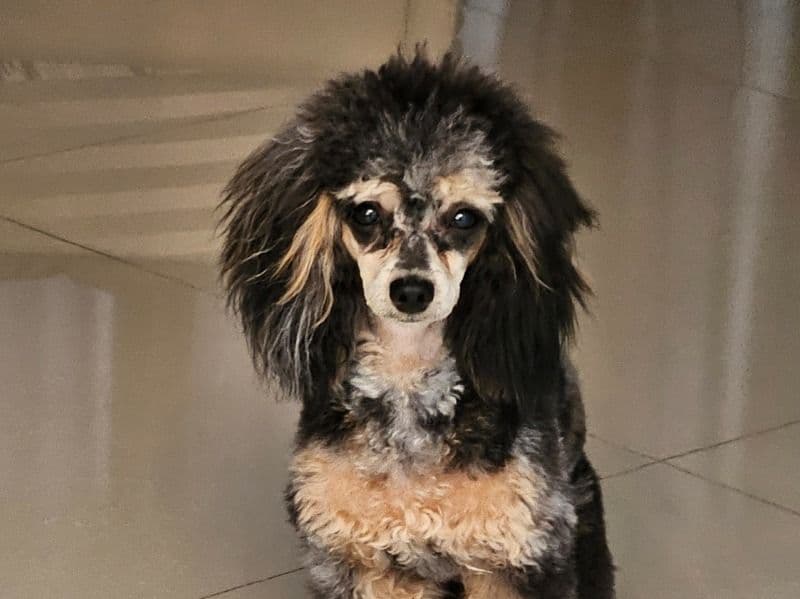 Teddy primary photo