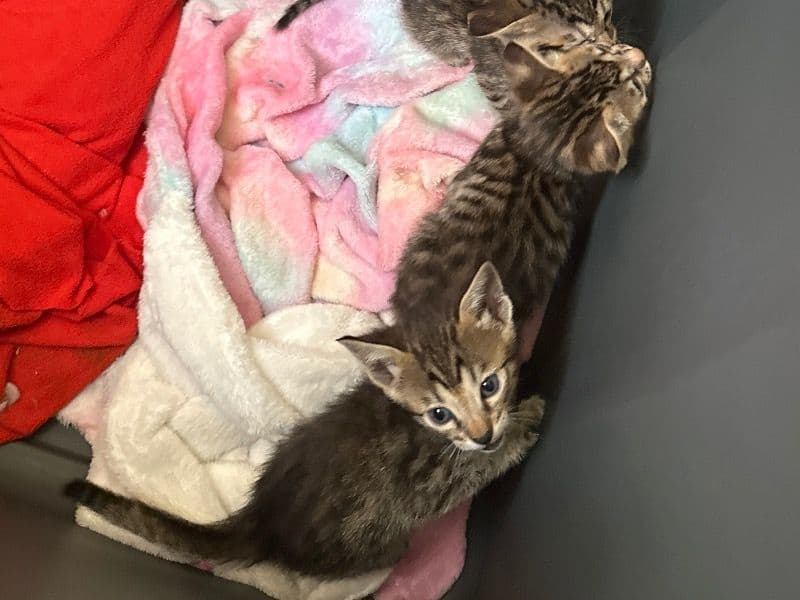 Kitten primary photo