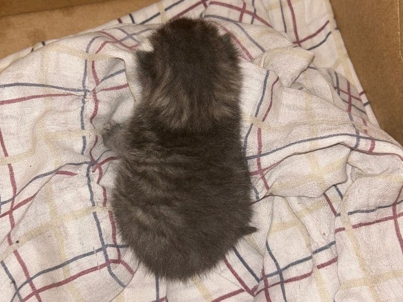 Simba primary photo
