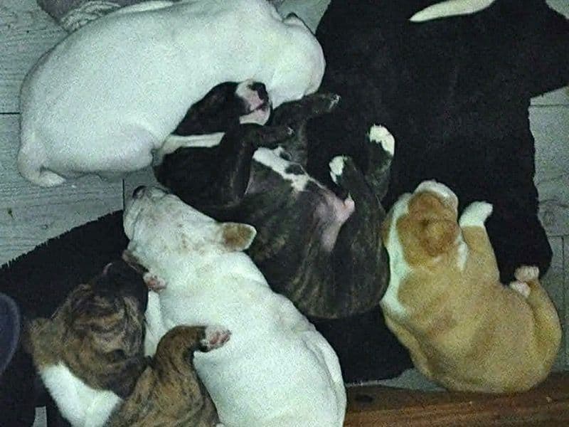 American Bulldog X Pitbull X American Akita primary photo