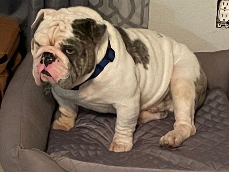 Diesel primary photo