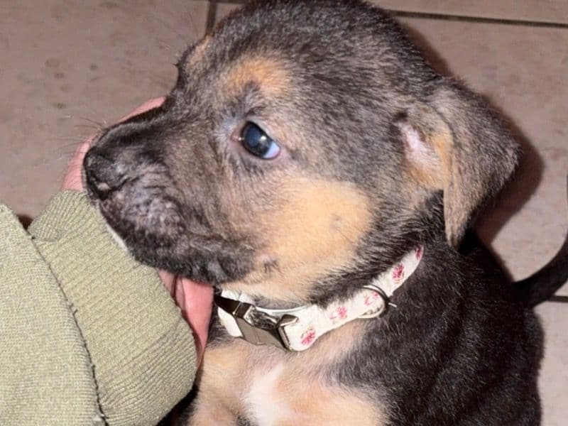 Daisy primary photo