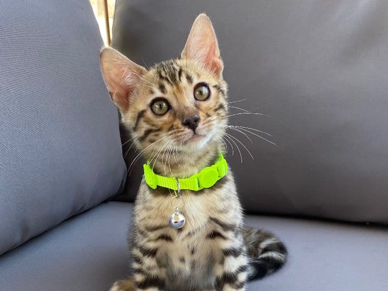 Bengal Kitten primary photo