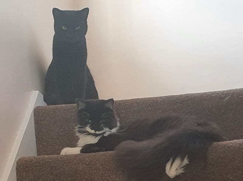 Onyx & Ziggy primary photo