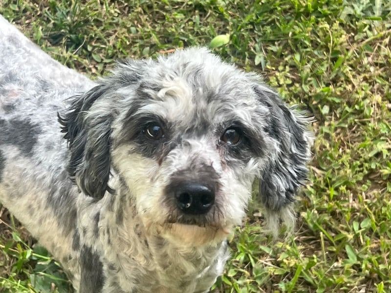 Cookie primary photo