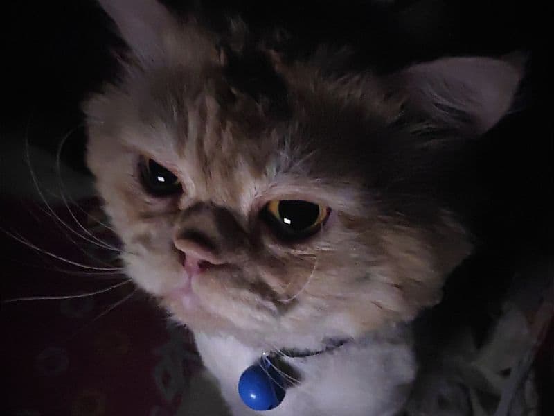 Coco primary photo