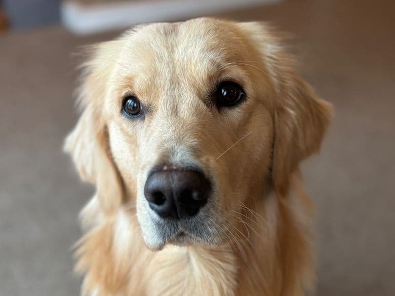 Tucker primary photo