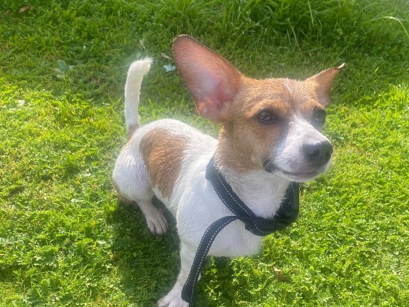 Zora primary photo