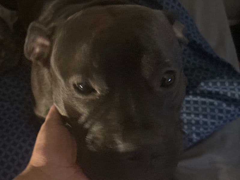Luna primary photo