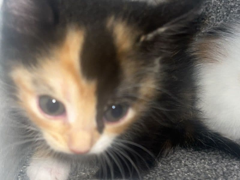 Kitten primary photo