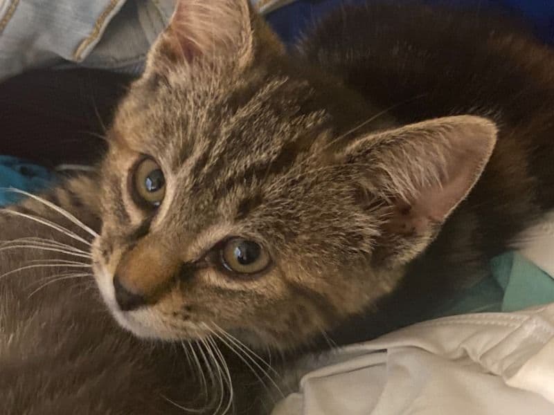 Nala primary photo