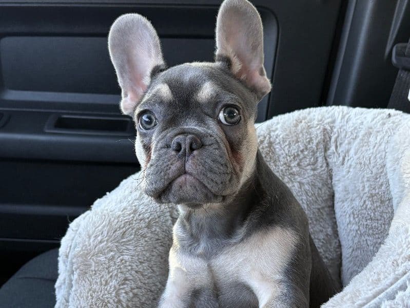 Bluey primary photo