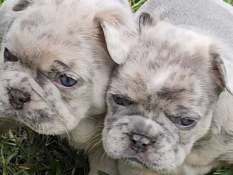 Frenchie Puppies primary photo