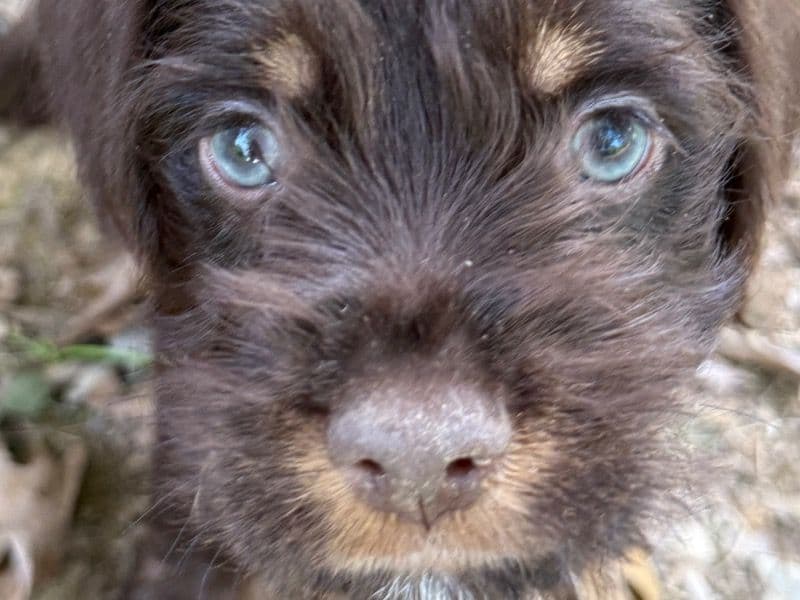 Brownie primary photo