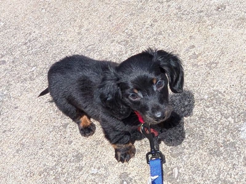 Coco primary photo