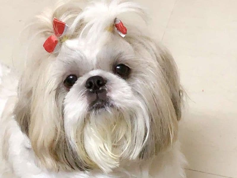 Fluffy primary photo
