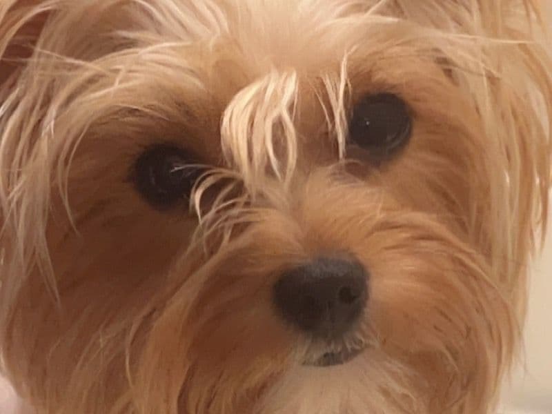 Louie primary photo